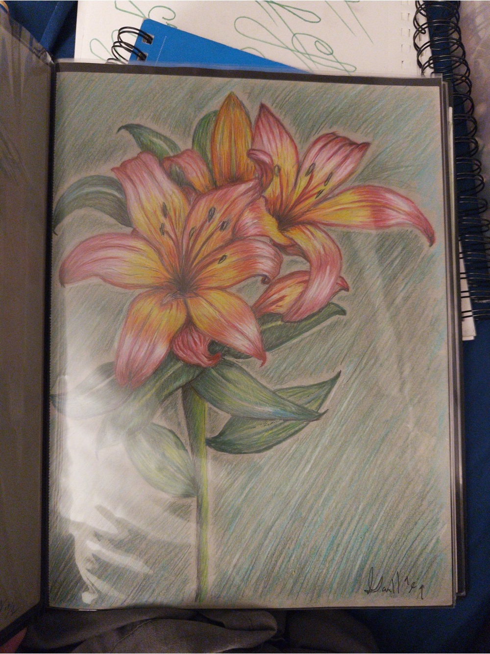 Hand-Drawn Pink and Yellow Lily Botanical Art 1/1
